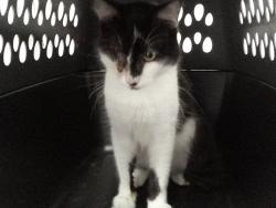Shelter Stray Unknown Cat last seen Near BLOCK S FEDERAL HWY, DANIA FL 33004 / SE 3RD AVE, Davie, FL 33312
