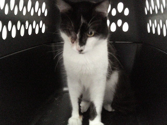 Shelter Stray Unknown Cat last seen Near BLOCK S FEDERAL HWY, DANIA FL 33004 / SE 3RD AVE, Davie, FL 33312