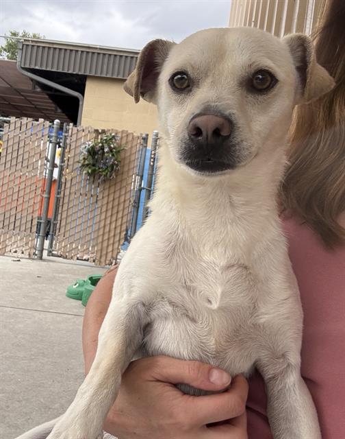 Shelter Stray Male Dog last seen Near BLK E BELLE TERRACE, BAKERSFIELD CA, Bakersfield, CA 93307