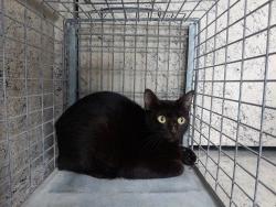 Shelter Stray Unknown Cat last seen Near BLOCK N ANDREWS AV, WILTON MANORS FL 33311, Davie, FL 33312