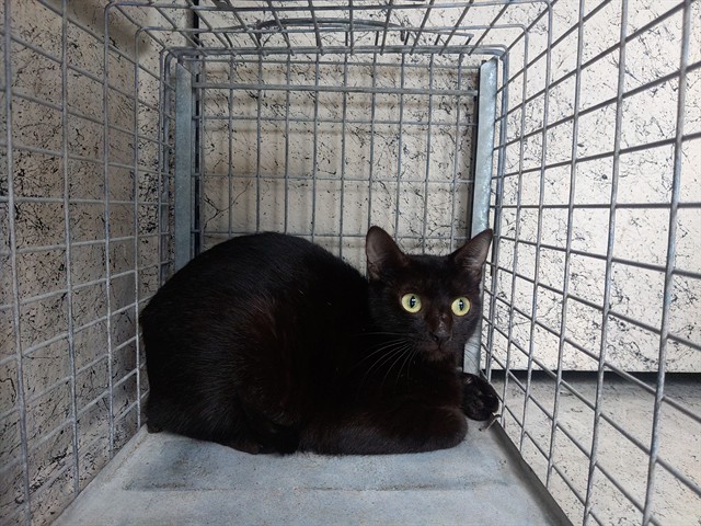 Shelter Stray Unknown Cat last seen Near BLOCK N ANDREWS AV, WILTON MANORS FL 33311, Davie, FL 33312