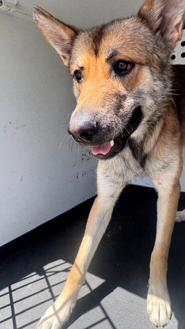 Shelter Stray Male Dog last seen Near BLK AUTUMN CREST, BAKERSFIELD, CA, Bakersfield, CA 93307