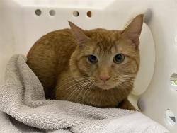 Shelter Stray Male Cat last seen Near BLOCK S 15TH PL, Milwaukee, WI 53215