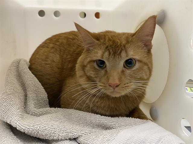 Shelter Stray Male Cat last seen Near BLOCK S 15TH PL, Milwaukee, WI 53215