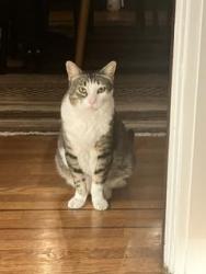 Reunited Male Cat last seen 2nd Ave and Hugo (Inner Sunset), San Francisco, CA 94122