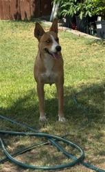 Shelter Stray Female Dog last seen Near BLK R ST , BAKERSFIELD CA, Bakersfield, CA 93307