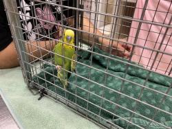 Shelter Stray Unknown Bird last seen Near BLOCK  MADISON AVE, Milwaukee, WI 53215