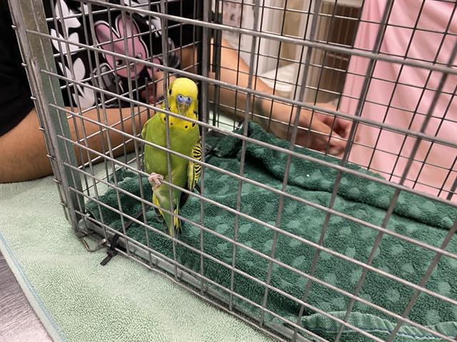 Shelter Stray Unknown Bird last seen Near BLOCK  MADISON AVE, Milwaukee, WI 53215