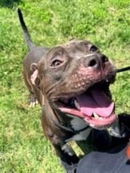 Shelter Stray Male Dog last seen Near BLOCK S. 2ND ST, Watterson Park, KY 40218