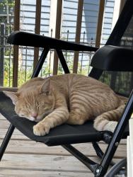 Found/Stray Male Cat last seen 27th St and University, Des Moines, IA 50311