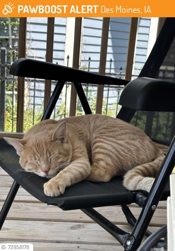 Found/Stray Male Cat last seen 27th St and University, Des Moines, IA 50311