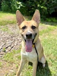 Shelter Stray Male Dog last seen Near BLOCK AMPHITHEATER, Watterson Park, KY 40218