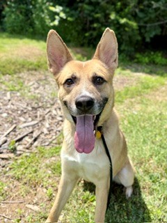 Shelter Stray Male Dog last seen Near BLOCK AMPHITHEATER, Watterson Park, KY 40218