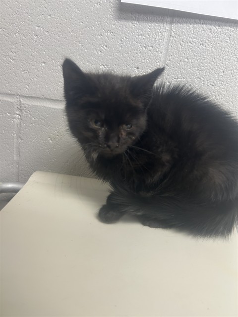 Shelter Stray Female Cat last seen RODEO DRIVE/KINGS RD, Shelby, NC 28150