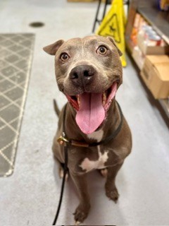 Shelter Stray Male Dog last seen Near BLOCK OLDE ENGLISH CT, Watterson Park, KY 40218