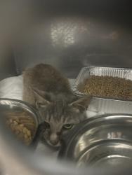 Shelter Stray Female Cat last seen , Shelby, NC 28150