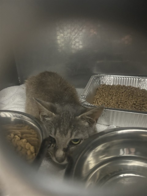 Shelter Stray Female Cat last seen , Shelby, NC 28150