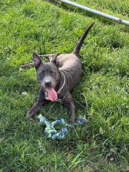 Shelter Stray Female Dog last seen Near BLOCK W MADISON ST, Watterson Park, KY 40218
