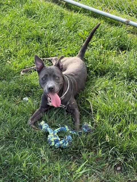 Shelter Stray Female Dog last seen Near BLOCK W MADISON ST, Watterson Park, KY 40218