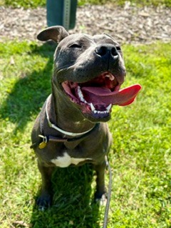 Shelter Stray Female Dog last seen Near BLOCK CRITTENDEN DR, Watterson Park, KY 40218