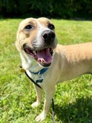 Shelter Stray Female Dog last seen Near BLOCK CHAMPIONS TRACE LN, Watterson Park, KY 40218