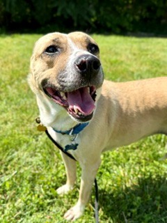 Shelter Stray Female Dog last seen Near BLOCK CHAMPIONS TRACE LN, Watterson Park, KY 40218
