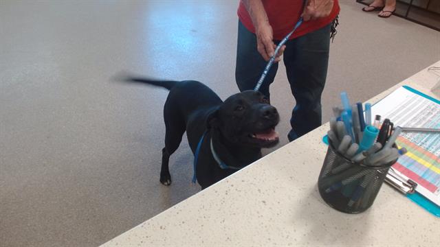 Shelter Stray Male Dog last seen Near BLOCK DIXIE HIGHWAY, Watterson Park, KY 40218