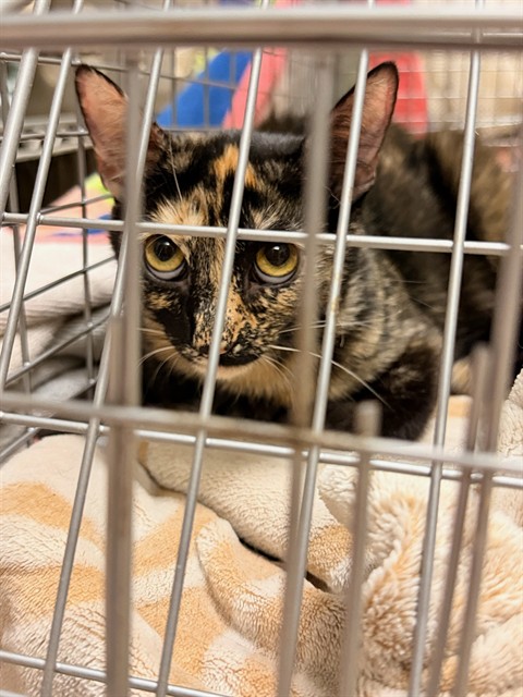 Shelter Stray Female Cat last seen Near BLOCK BRIAR ROSE PL, RIVERSIDE CA 92503, Jurupa Valley, CA 92509