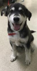 Shelter Stray Male Dog last seen TRULUGY PARKWAY/ HOLY LN, Jurupa Valley, CA 92509