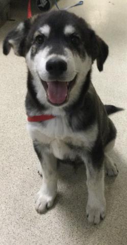 Shelter Stray Male Dog last seen TRULUGY PARKWAY/ HOLY LN, Jurupa Valley, CA 92509