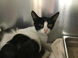 Shelter Stray Female Cat last seen Near BLOCK FAYE ST, INDIO, CA, Thousand Palms, CA 92276