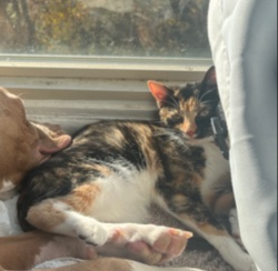 Lost Female Cat last seen Near Teagarden circle, Silver Spring, MD 20904