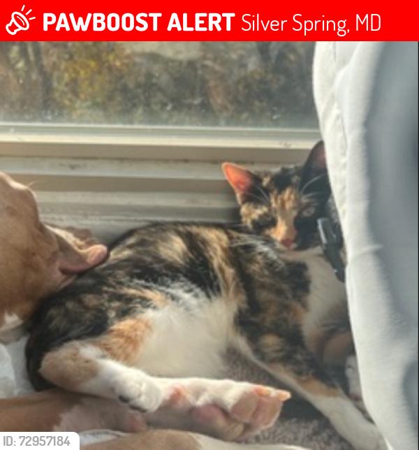 Lost Female Cat last seen Near Teagarden circle, Silver Spring, MD 20904
