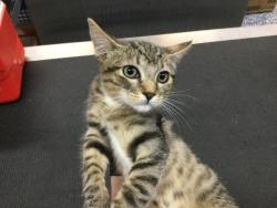 Shelter Stray Female Cat last seen BRAWLEY AVE, THERMAL CA 92274, Thousand Palms, CA 92276
