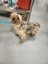 Shelter Stray Male Dog last seen Near BLOCK DUBLIN CT, HEMET CA 92545, San Jacinto, CA 92582