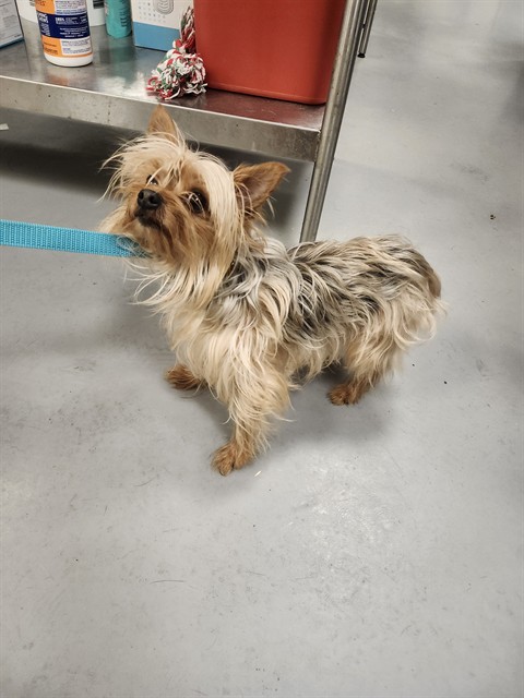 Shelter Stray Male Dog last seen Near BLOCK DUBLIN CT, HEMET CA 92545, San Jacinto, CA 92582