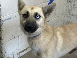 Shelter Stray Female Dog last seen SUMMIT/KNOX, San Bernardino, CA 92401