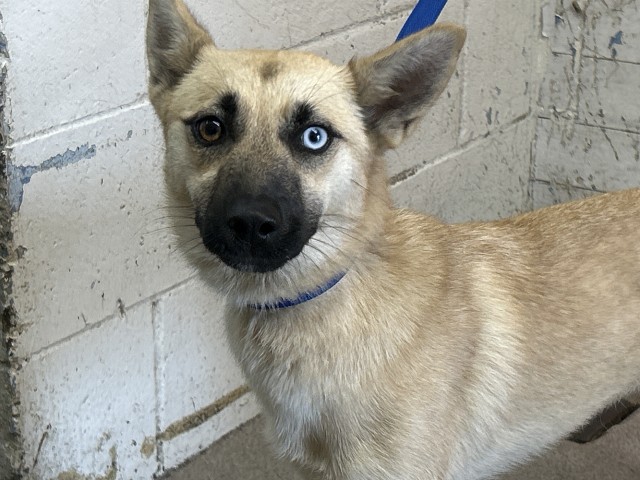 Shelter Stray Female Dog last seen SUMMIT/KNOX, San Bernardino, CA 92401