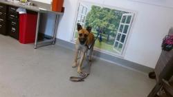 Shelter Stray Male Dog last seen 19TH/YORK, San Francisco, CA 94103