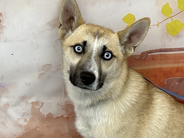 Shelter Stray Female Dog last seen SUMMIT/KNOX, San Bernardino, CA 92401