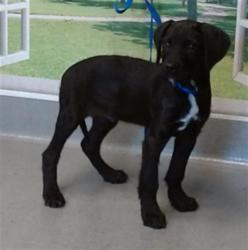 Shelter Stray Male Dog last seen 10TH AVE/GEARY, San Francisco, CA 94103