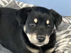 Shelter Stray Male Dog last seen 7TH ST AND WATERMAN, San Bernardino, CA 92401