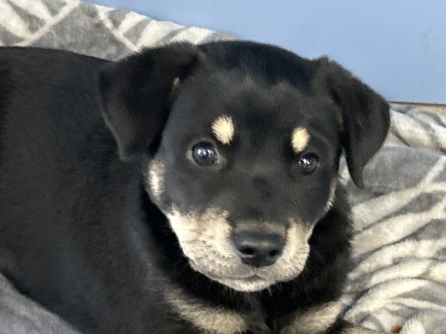 Shelter Stray Male Dog last seen 7TH ST AND WATERMAN, San Bernardino, CA 92401
