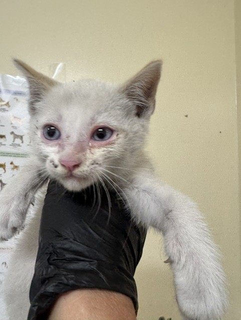 Shelter Stray Unknown Cat last seen SYCAMORE ST AND THORNTON AVE, 1950 Stevenson Blvd, Fremont, CA 94538, USA