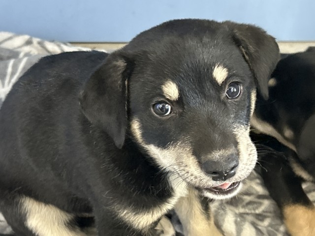Shelter Stray Male Dog last seen 7TH ST AND WATERMAN, San Bernardino, CA 92401