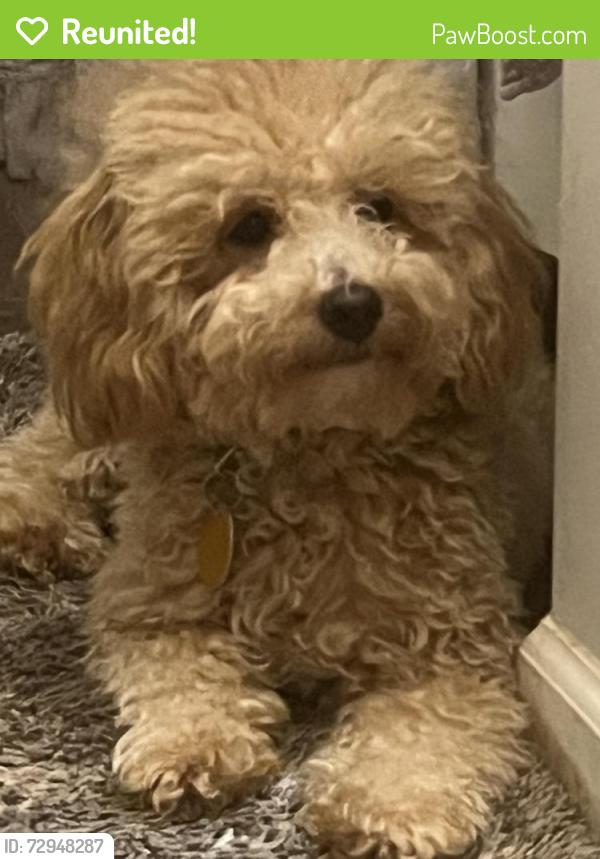 Reunited Male Dog last seen Autumn Ridge Court 61615, Peoria, IL 61615