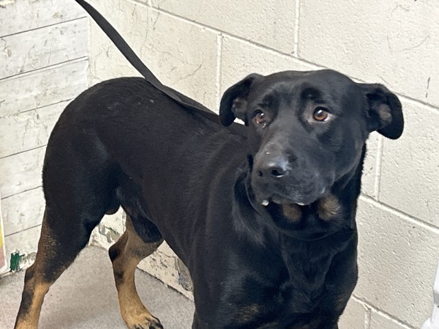 Shelter Stray Male Dog last seen , San Bernardino, CA 92401