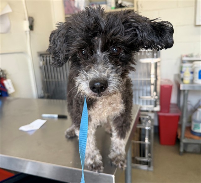Shelter Stray Female Dog last seen Near BLOCK W RANDALL, San Bernardino, CA 92401