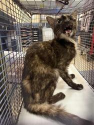 Shelter Stray Female Cat last seen Near BLOCK SE 21 ST, Doral, FL 33122