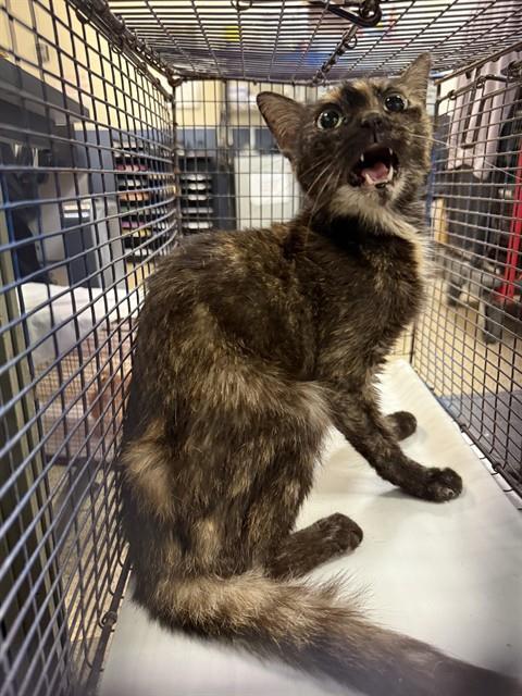 Shelter Stray Female Cat last seen Near BLOCK SE 21 ST, Doral, FL 33122